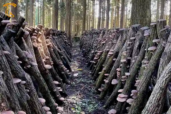 نحوه چیدن کنده ها در مزرعه سنتی قارچ شیتاکه