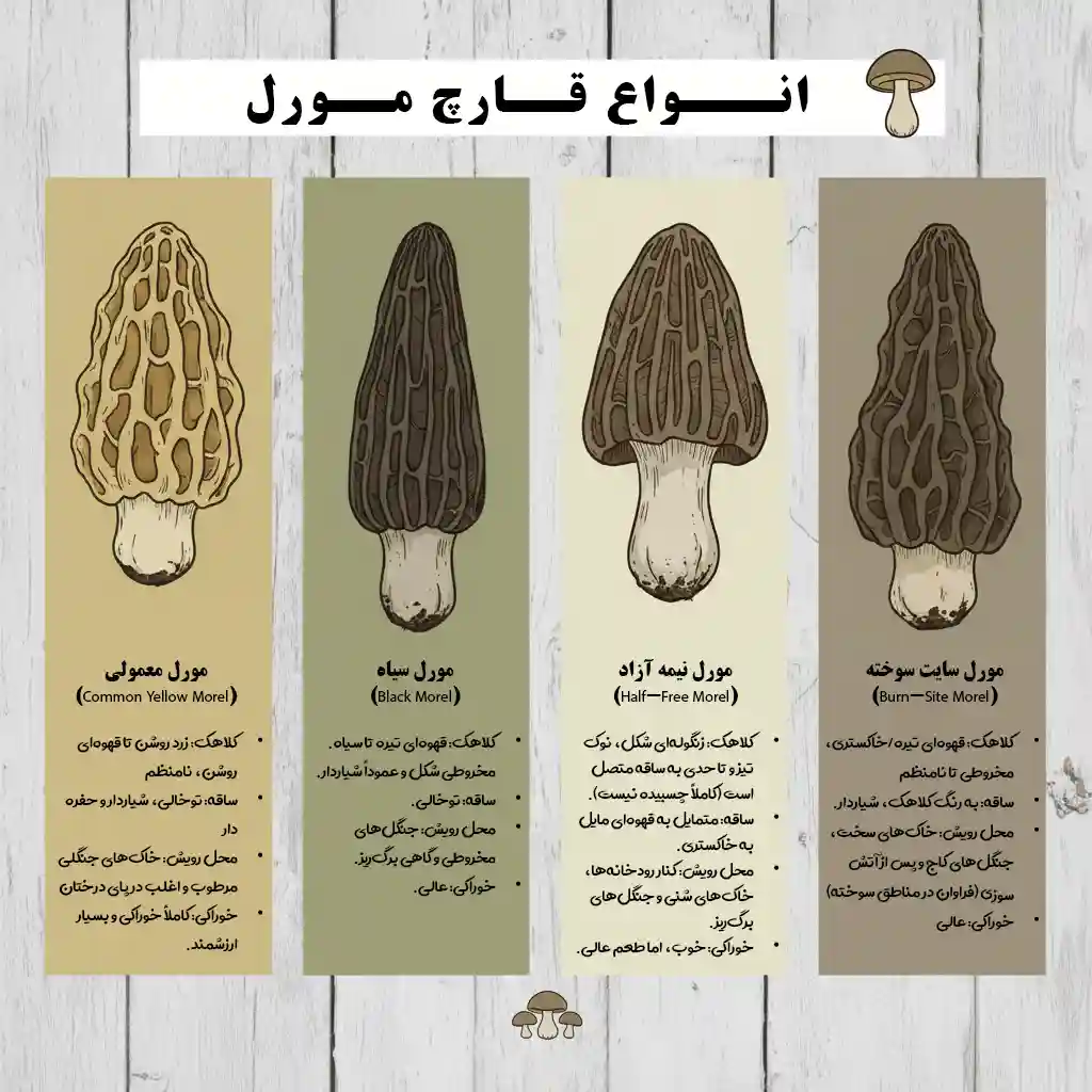 انواع قارچ مورل