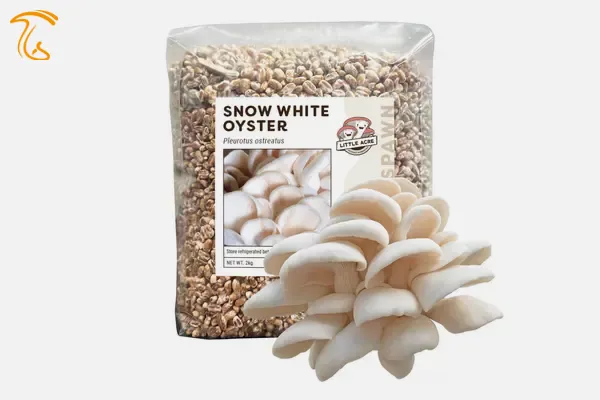 بذر قارچ صدفی 