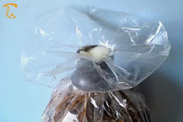 بستن سر کیسه های بستر قارچ صدفی با استفاده از سر بطری پلاستیکی و درپوش فومی