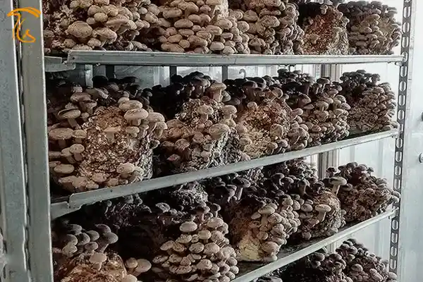 بار دادن قارچ شیتاکه