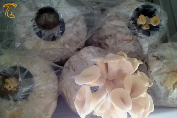 مرحله باردهی و رشد رویشی قارچ صدفی