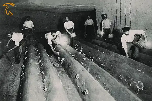 تاریخچه قارچ قهوه ای (کرمینی)