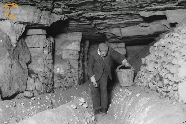 کشت قارچ قهوه‌ای درون غارها در قرن 19 و اوایل قرن 20 تاریخچه قارچ قهوه‌ای