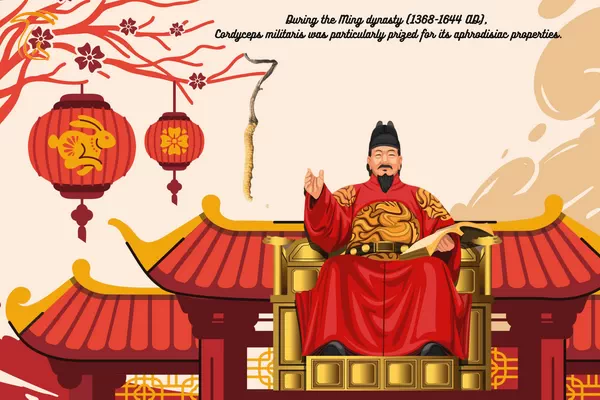 در طول سلسله مینگ این قارچ برای تقویت قوای جنسی و باروری بیشتر استفاده می‌شد.