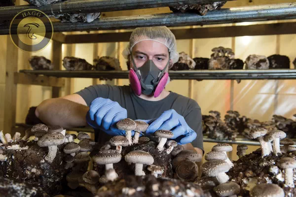 برداشت قارچ شیتاکه از گلخانه