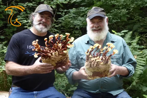 استامتس در کنار اندور ویل پزشک مشهور آمریکایی بر روی خواص قارچ گانودرما تحقیق نمودند