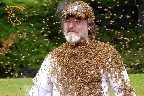 نجات زنبورهای عسل از انقراض با کمک قارچ ها