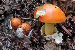 قارچ میش amanita Caesarea