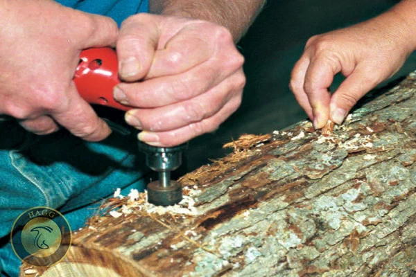 سوراخ کردن کنده درخت برای تلقیح اسپان قارچ شیتاکه - مقاله پرورش قارچ شیتاکه