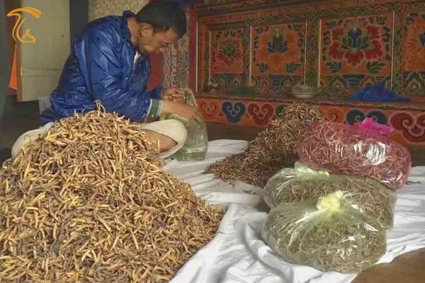 بومیان تبتی هر ساله در فصل بهار اقدام به جمع‌آوری قارچ کوردیسپس از ارتفاعات می‌نمایند