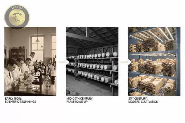 تاریخچه قارچ صدفی