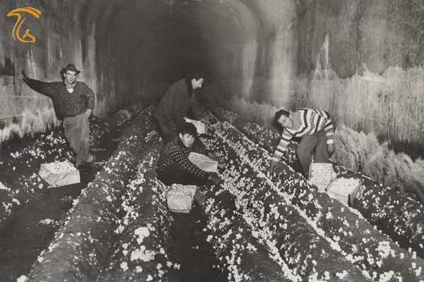 تاریخچه کشت قارچ قهوه ای در تونل‌ها در اوایل قرن بیستم