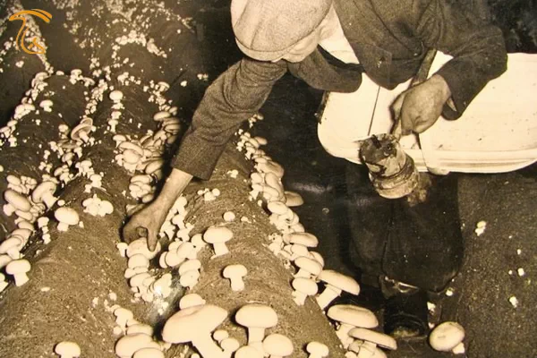 کشت قارچ قهوه ای درون غارها در اوایل قرن بیستم