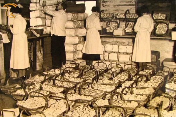 تاریخچه قارچ دکمه ای و قهوه ای