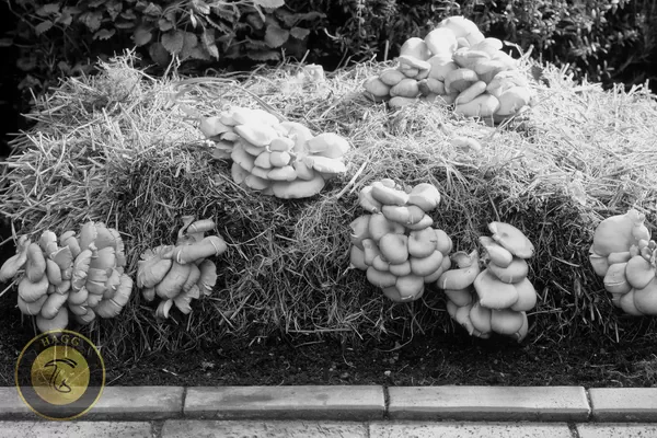 در گذشته قارچ صدفی را روی کاه و کلش گندم و سایر غلات کشت میکردند - تاریخچه قارچ صدفی