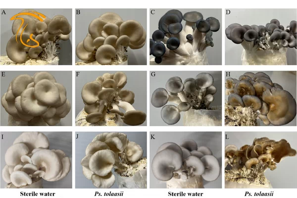 بیماری های قارچ صدفی - ناهنجاری های قارچ صدفی
