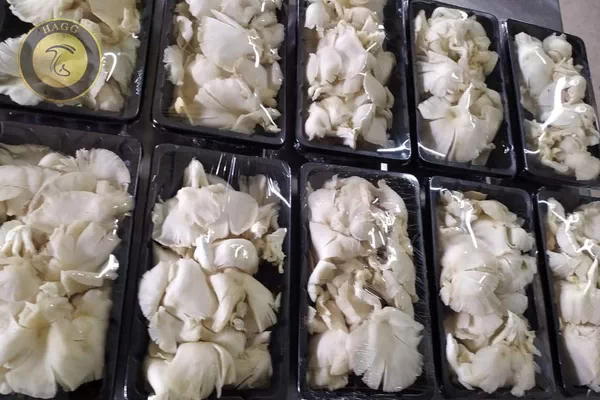 روش های مختلف بسته بندی قارچ صدفی