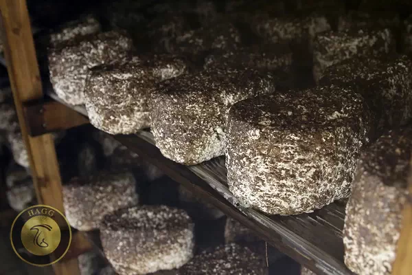 کمپوست تلقیح شده قارچ شیتاکه