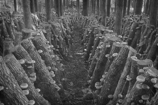 مقاله تاریخچه قارچ شیتاکه - تصویر مزرعه سنتی قارچ شیتاکه