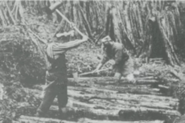 تاریخچه قارچ شیتاکه - کشت سنتی قارچ شیتاکه در اوایل قرن بیستم