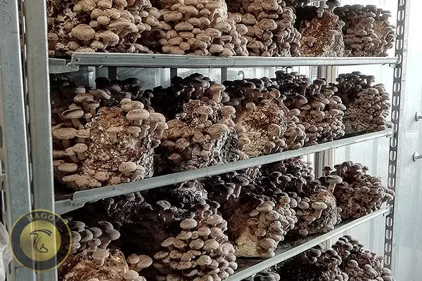 بار دادن قارچ شیتاکه