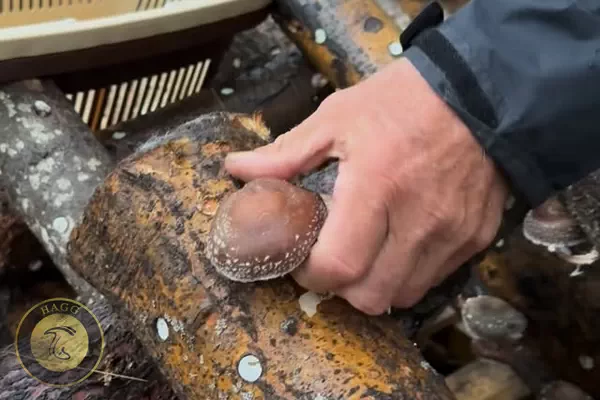 چیدن یا برداشت قارچ شیتاکه