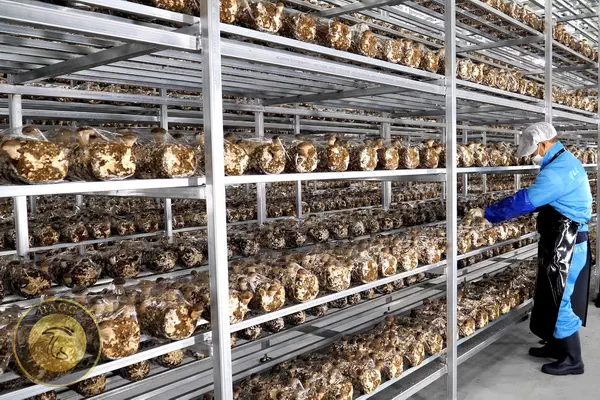 کشت و پرورش قارچ شیتاکه