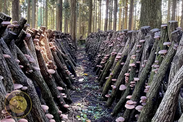 نحوه چیدن کنده ها در مزرعه سنتی قارچ شیتاکه