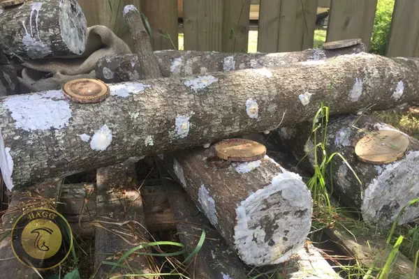 کنده های تلقیح و آب بندی شده برای پرورش قارچ شیتاکه