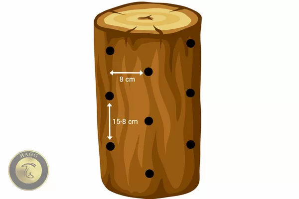 ایجاد سوراخ روی کنده چوب برای کشت قارچ شیتاکه