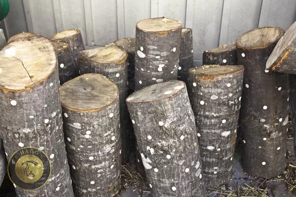 کنده های تلقیح شده با اسپان قارچ شیتاکه - مقاله پرورش قارچ شیتاکه