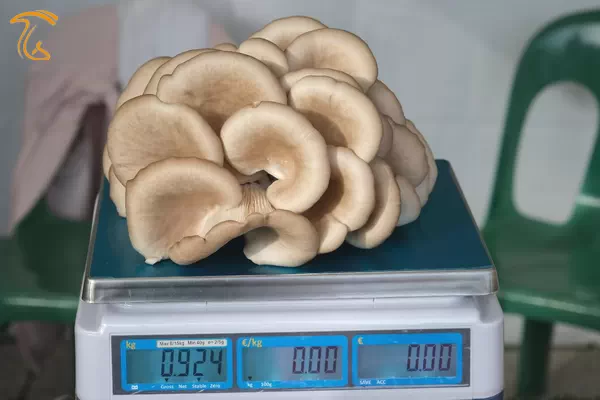 تحلیل قیمت قارچ صدفی در ایران و جهان