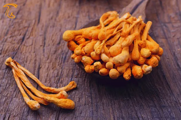 فواید و خواص قارچ کوردیسپس