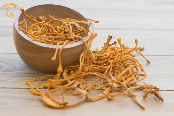 قارچ کوردیسپس در مکملهای غذایی و ورزشی