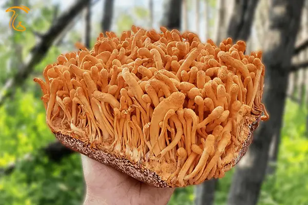 خواص و فواید قارچ کوردیسپس