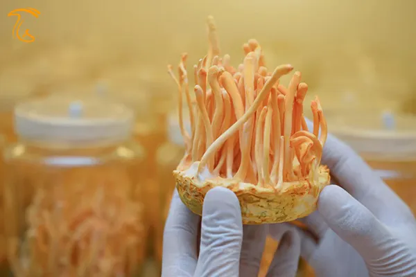 خواص قارچ کوردیسپس در درمان بیماری ها