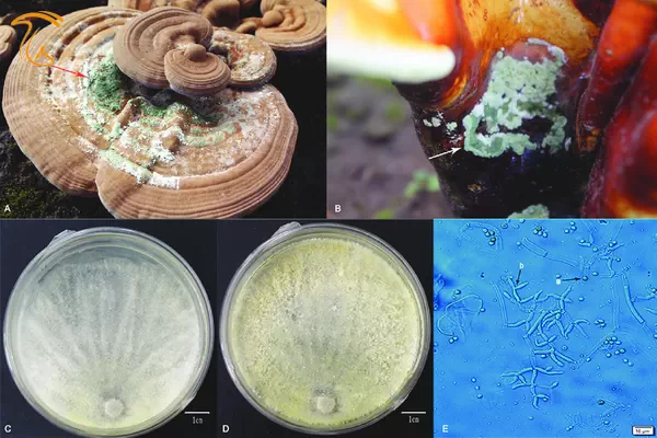 بیماری کپک تریکودرما روی قارچ گانودرما