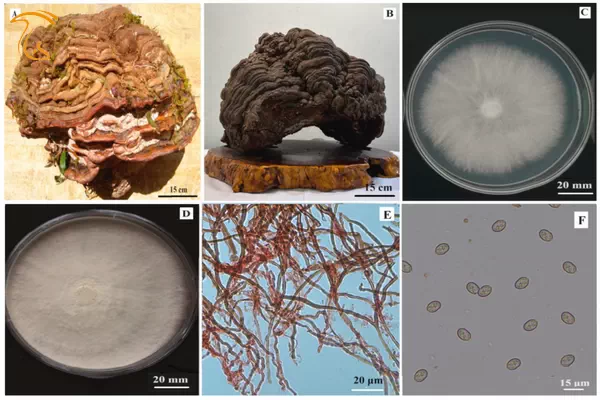 بیماری های قارچ گانودرما