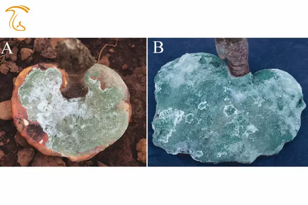 بیماری کپک سبز روی قارچ گانودرما