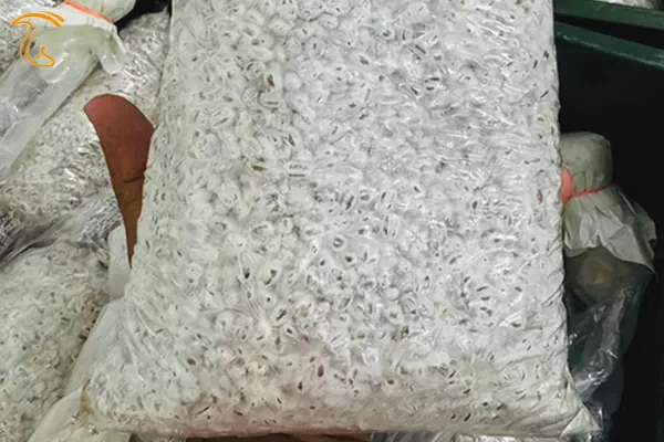 مقایسه انواع بذر قارچ دکمه ای