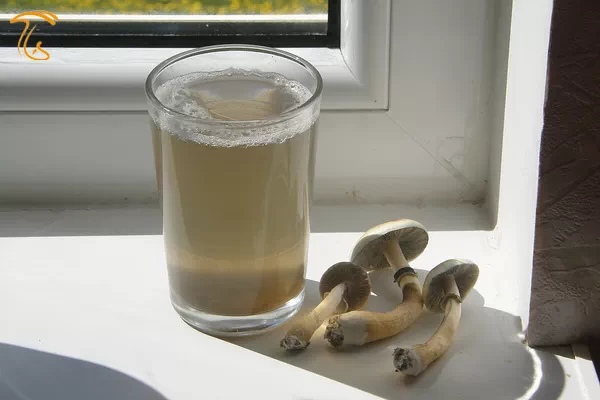 چای سیلوسایبین یا دمنوش قارچ جادویی