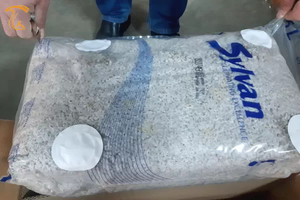 نمونه ای از بذر قارچ دکمه ای شرکت sylvan هلند