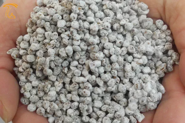 نمونه بذر مرغوب قارچ دکمه ای