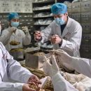 طب سنتی چین درمانی برای کرونا ارائه کرد؟