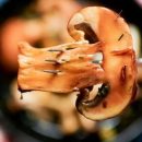 ارتباط میان قارچ و سلامت مغز؟؟!!