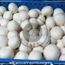 قارچ گران می‌شود روند صعودی است
