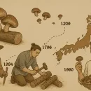 آشنایی با تاریخچه قارچ شیتاکه