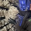 آموزش پرورش قارچ صدفی