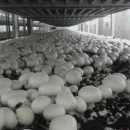 شرایط دریافت پروانه تاسیس واحد تولید قارچ های خوراکی